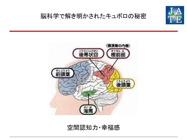 200922‗大西衆議院議員‗キュボロ・インストラクター資格_2006【プレゼン】 脳